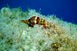 Sea Shell